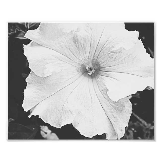 Foto White Floral 10x8 (Frente)