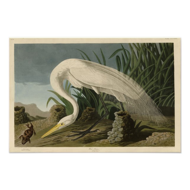Foto White Heron, Egret Excelente, Aves de Audubon da A (Frente)