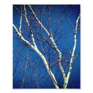 Foto White Paper Birch Tree Branches Contra o Céu Azul
