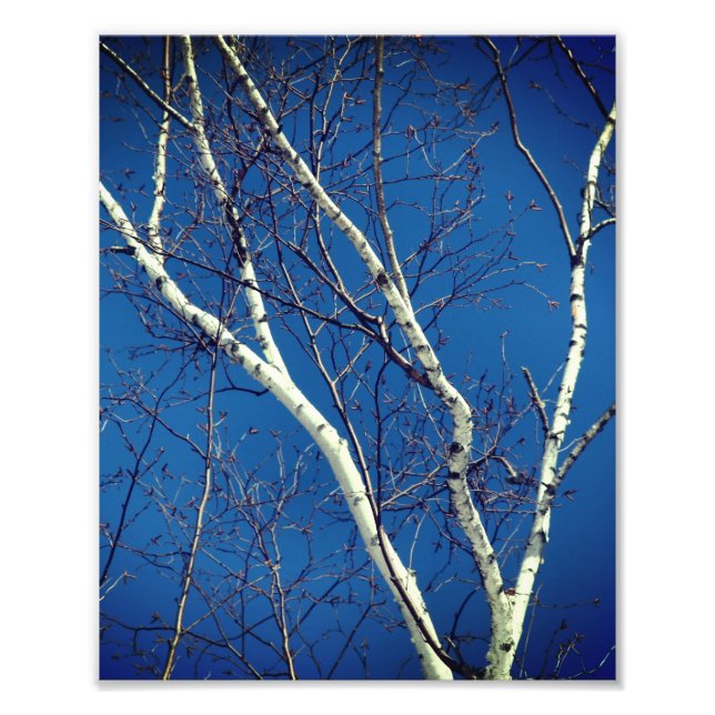 Foto White Paper Birch Tree Branches Contra o Céu Azul (Frente)