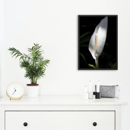 Foto White Peace Lily Plant Floral