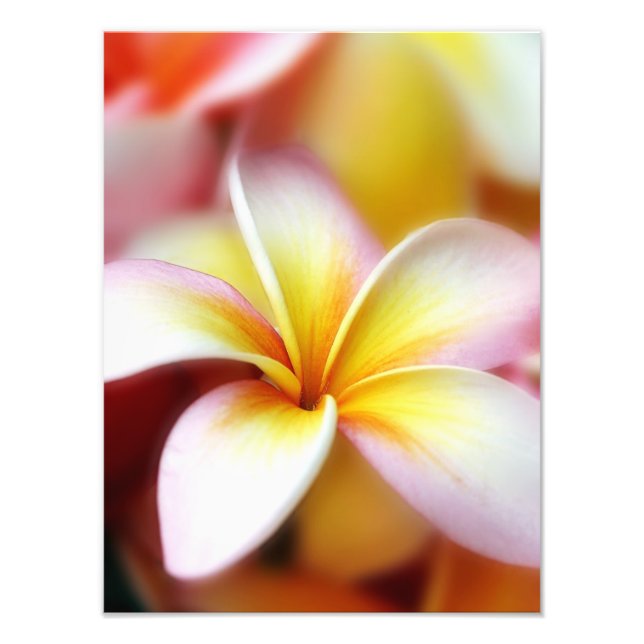 Foto White Plumeria Frangipani Hawaii Flor Havaiano (Frente)