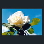 Foto White Rose Beauty<br><div class="desc">A rosa branca sob o céu azul. Foto vibrante de um belo rosa florescente faz um presente de arte floral em excelente. A beleza calma da rosa branca reflete novos começos, pureza, lealdade e inocência. As rosas brancas simbolizam o amor jovem que a noiva tem por sua esposa. As rosas...</div>