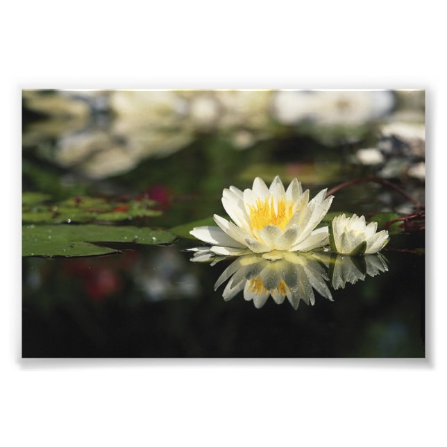 Foto White Waterlily (Frente)