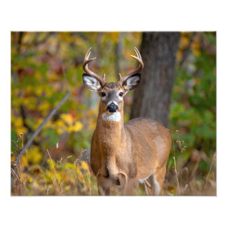 Foto whitetail deer