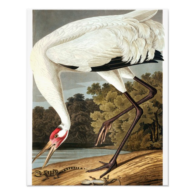 Foto Whooping Crane de John James Audubon (Frente)