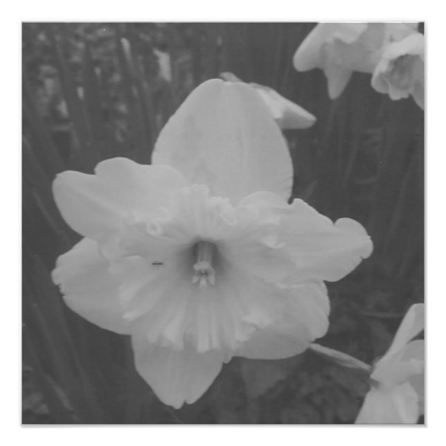 Foto Wild Daffodil (Frente)