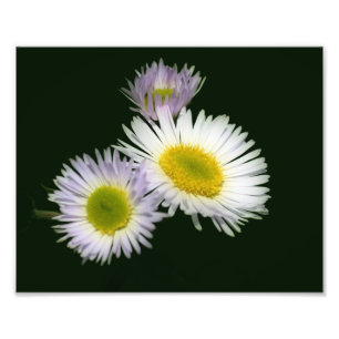 Foto Wild Fleabane Daisy Flower 8x10
