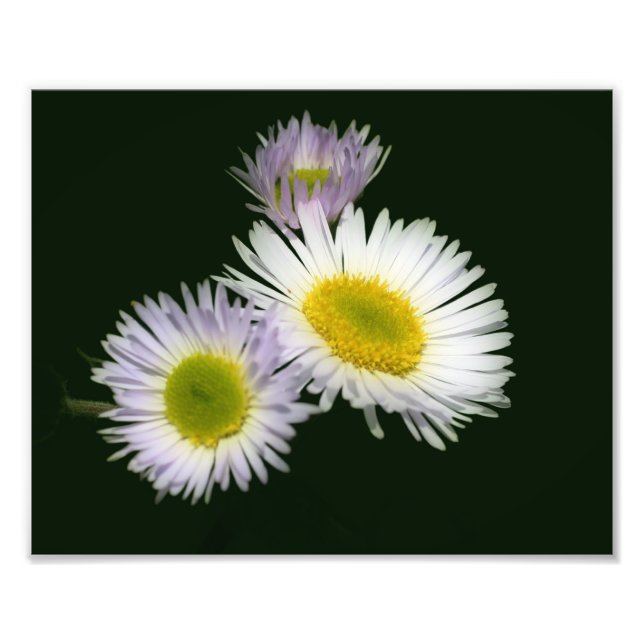 Foto Wild Fleabane Daisy Flower 8x10 (Frente)