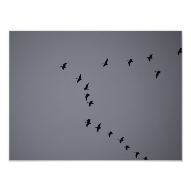 Foto Wild Geese (Frente)