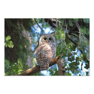 Foto Wild Hoot Owl Staring na Floresta