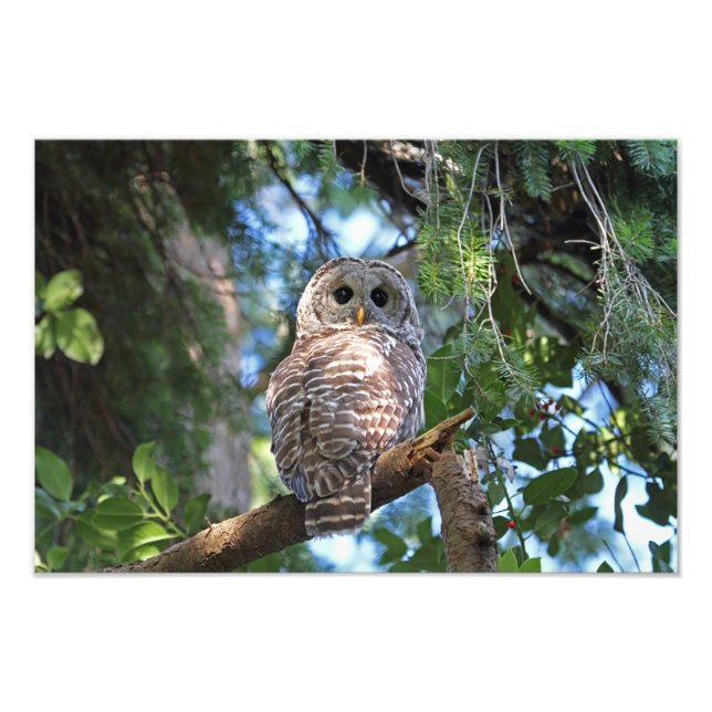Foto Wild Hoot Owl Staring na Floresta (Frente)