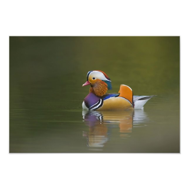 Foto Wild Mandarin Duck Aix galericulata) no escuro (Frente)
