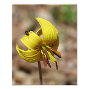 Foto Wild Trout Lily Flower E Firefly Amigo 8x10