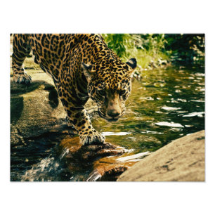 Foto Wildcat Animal Leopard Natureza