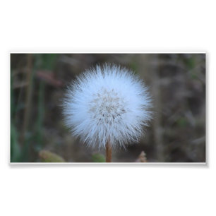 Foto Wildflower preto da Botânica da flor da flora da
