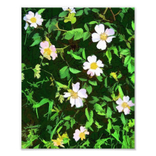 FOTO WILDFLOWERS