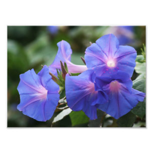 Foto Wildflowers azuis iluminados da corriola