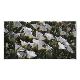 Foto Wildflowers brancos toda ao redor