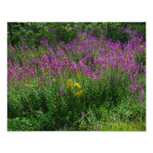 Foto Wildflowers da borda da estrada - Loosestrife roxo