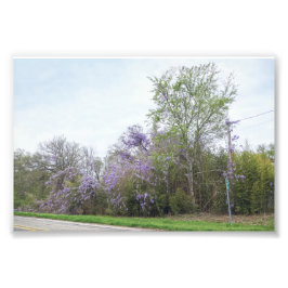 Foto Wisteria Blooming ao longo de uma estrada no Texas