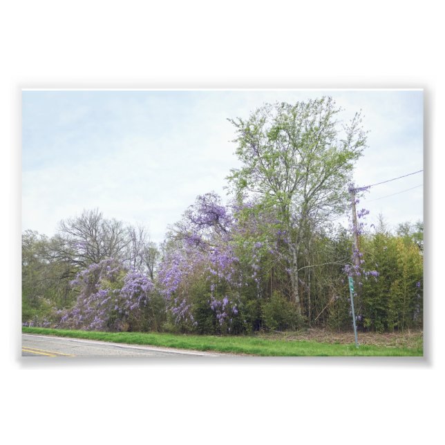 Foto Wisteria Blooming ao longo de uma estrada no Texas (Frente)