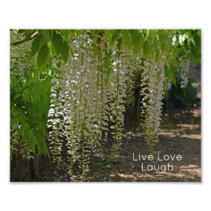 Foto Wisteria White Garden Flowers Live Love Laugh