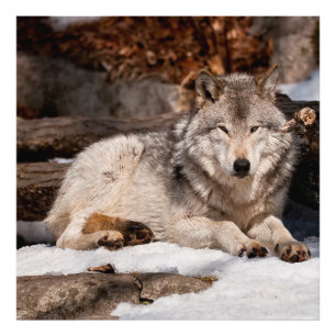 Foto Wolf Cinza Oriental