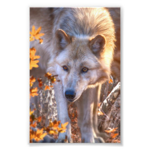 Foto Wolf Puppy AUTUMN COLORS