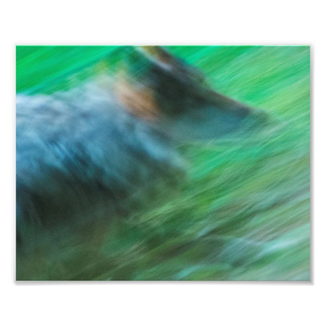 Foto Wolf Speed 10" x 8", Kodak Pro Photo Paper (Satin) (Frente)