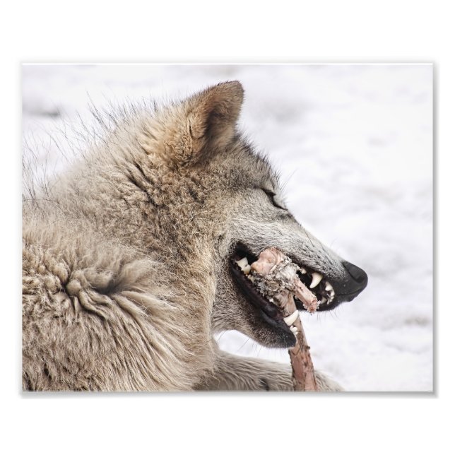 Foto Wolf Timber Comendo sua Refeição (Frente)