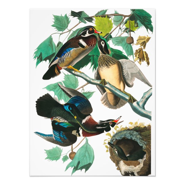 Foto Wood Duck por John James Audubon (Frente)