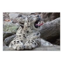 Yawning Snow Lepard Cub