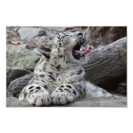 Foto Yawning Snow Lepard Cub