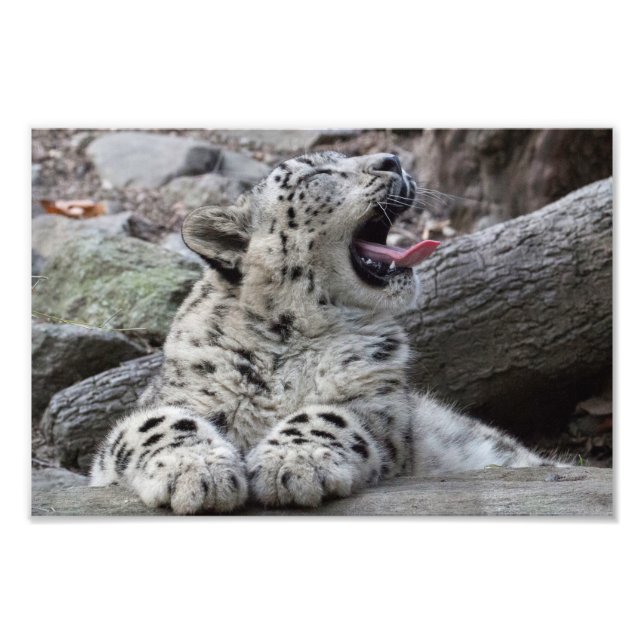 Foto Yawning Snow Lepard Cub (Frente)