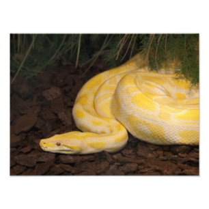 Foto Yellow Burmese Python Incrível