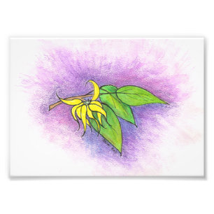 Foto Ylang Ylang Illustration Impressão