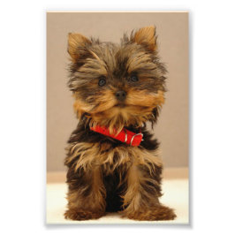 Foto Yorkshire Terrier Puppy