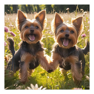 Foto Yorkshire Terriers jogando na grama