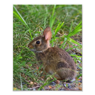 Foto Young Bunny
