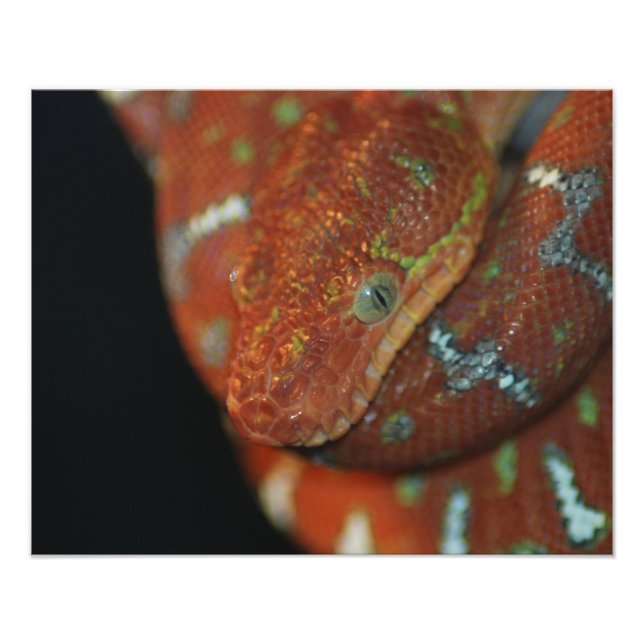 Foto Young Emerald Tree Boa (Frente)