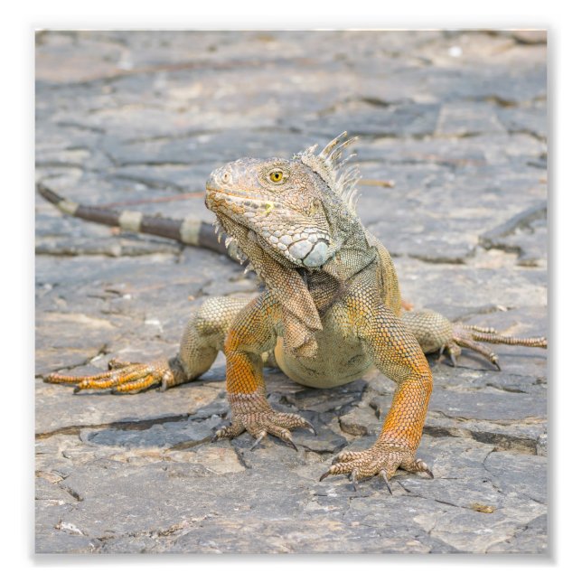 Foto Young Iguana (Frente)
