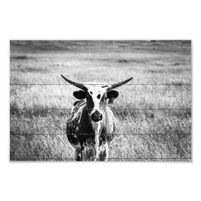Foto Young Longhorn (Frente)