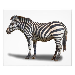 FOTO ZEBRA