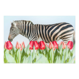 Foto Zebra entre as Tulipas