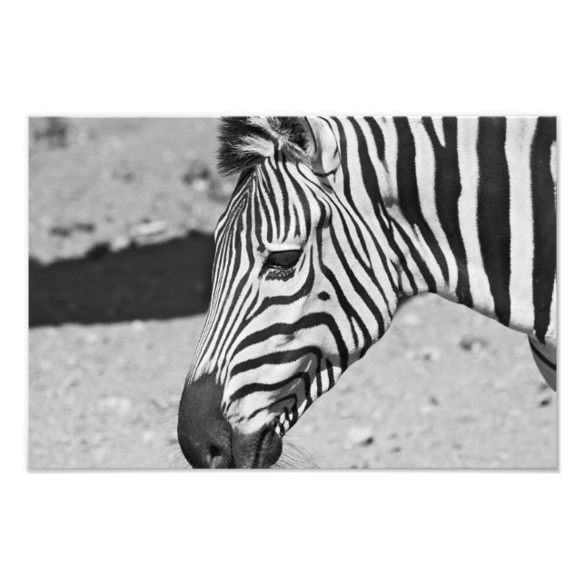 Foto Zebra Fechar Impressão (Frente)