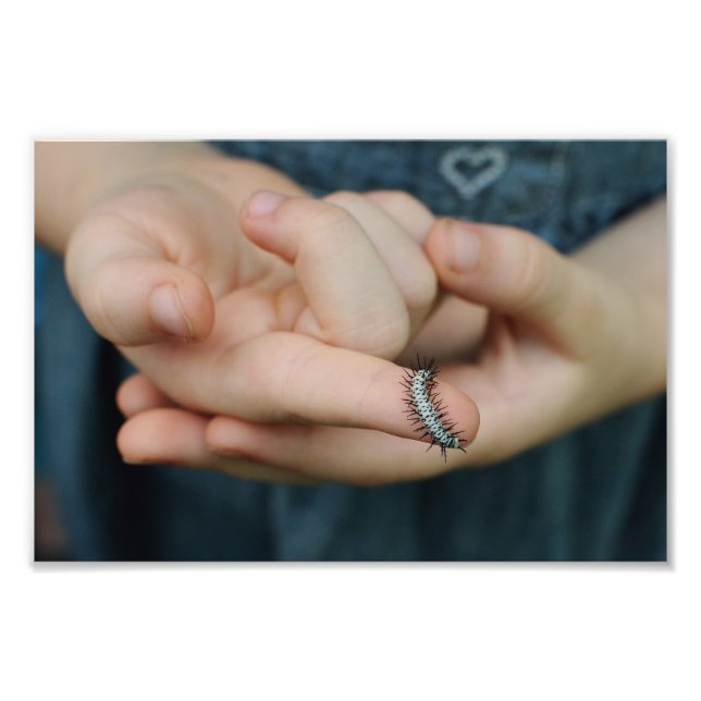 Foto Zebra Longwing (Frente)