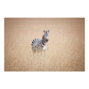 Foto Zebra na grama alta