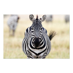 Foto Zebra olhando para você