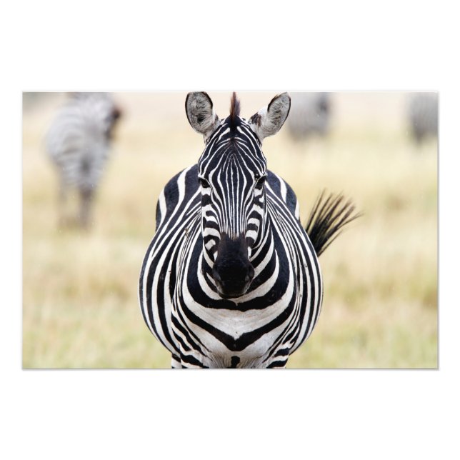 Foto Zebra olhando para você (Frente)